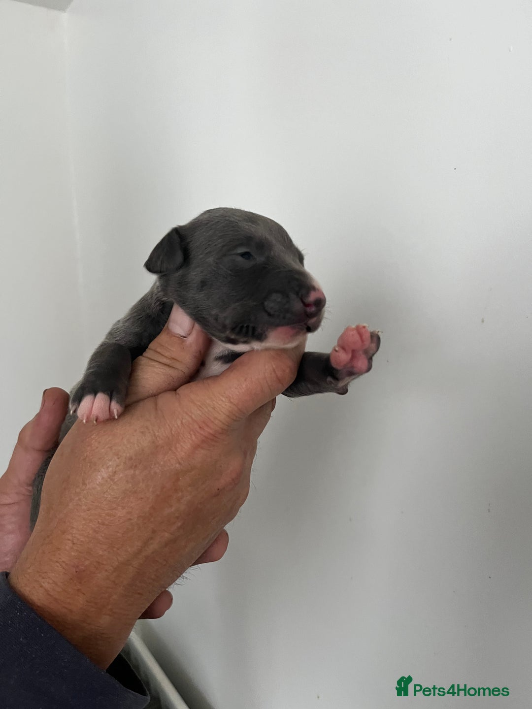 Whippet dogs for sale: KC registered Whippet pups - Image 18