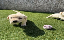 Labrador Retriever dogs for sale: ✨ Stunning chunky Labrador puppies ✨ - Image 9