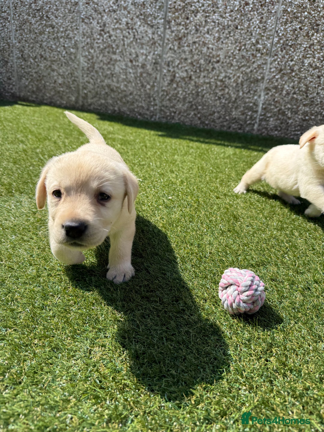 Labrador Retriever dogs for sale: ✨ Stunning chunky Labrador puppies ✨ - Image 9