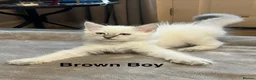 Ragdoll cats for sale: 😻Pure Ragdoll Kittens looking for loving home ❤️ - Advert 29