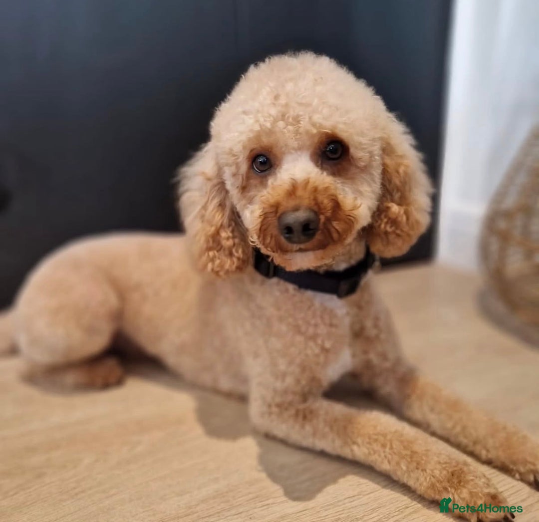 Sproodle dogs for sale: Beautiful Sproodle puppies ready  **  Eve  - Advert 10