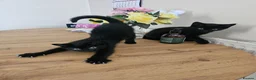 Mixed Breed cats for sale: 3 Playful Black Brother Kittens Looking for Homes - Advert 26