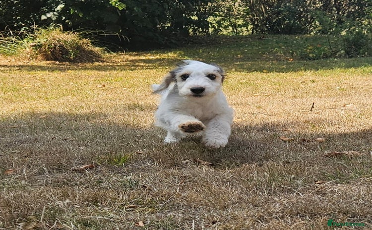 Cockapoo dogs - Advert 4