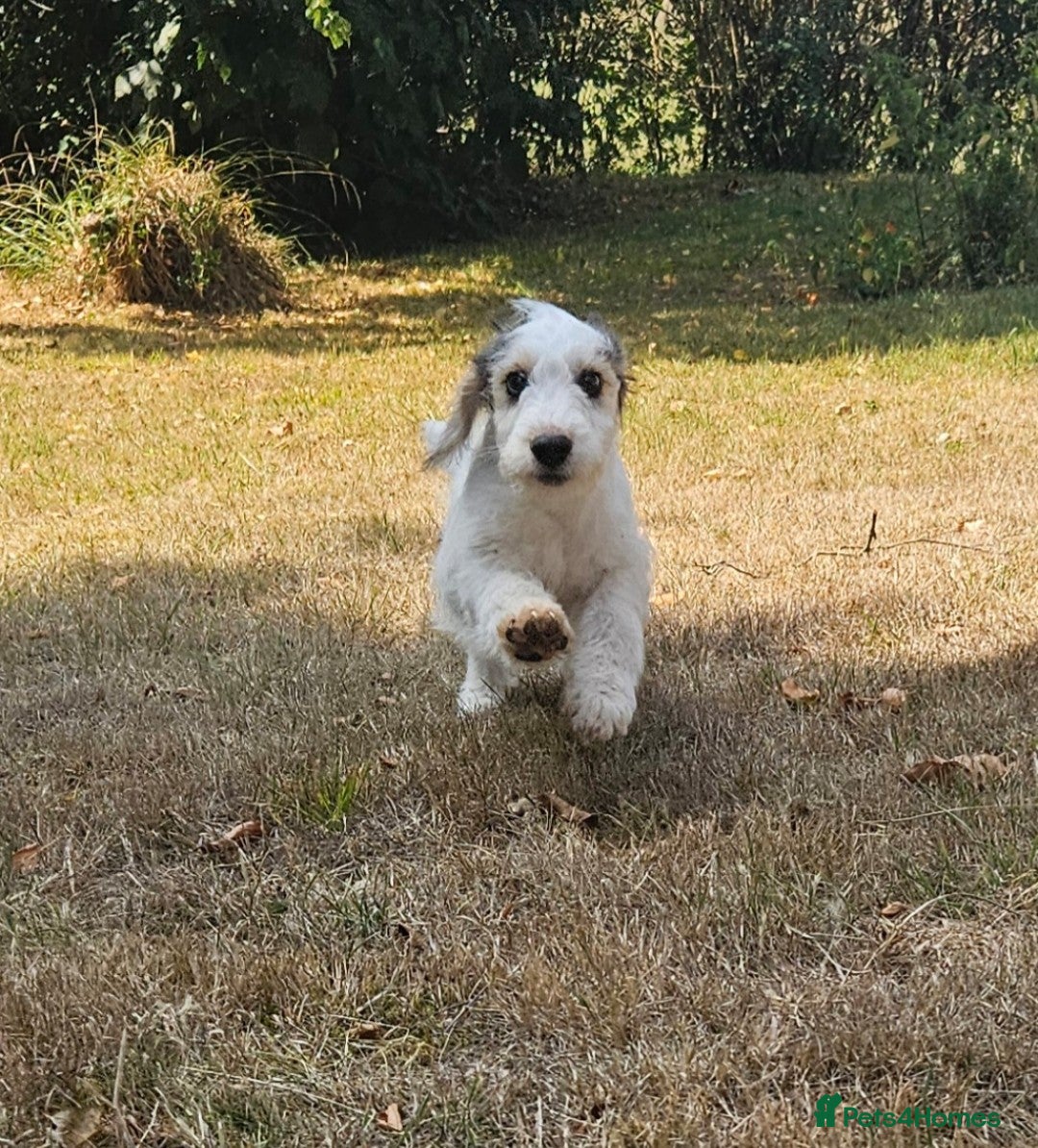 Cockapoo dogs for sale: UPDATE! 2 LEFT! - Image 5