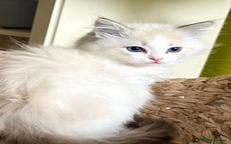 Ragdoll cats for sale: Ragdoll kittens purebred - Image 1