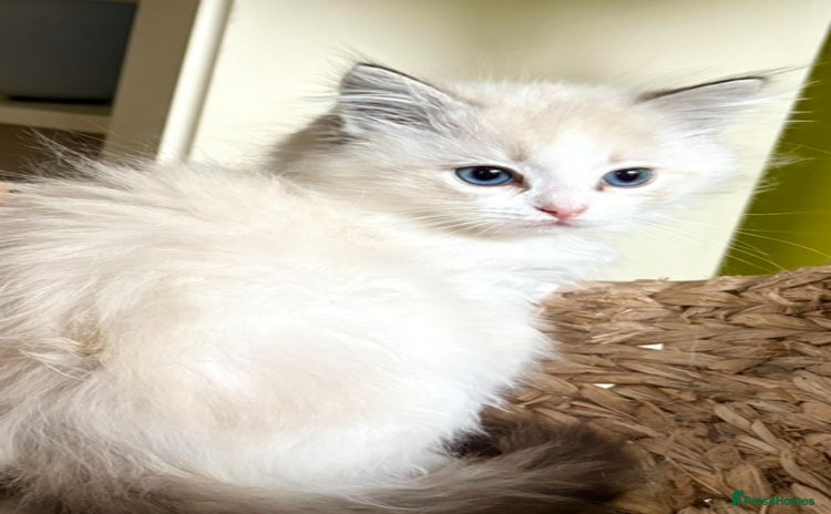 Ragdoll cats - Advert 11