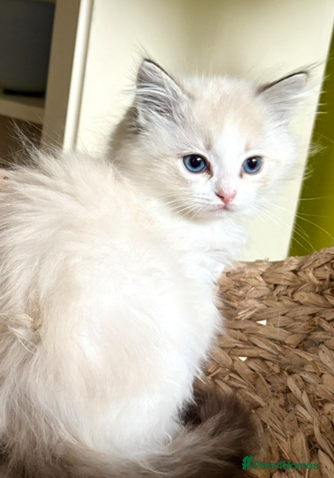 Ragdoll cats for sale: Ragdoll kittens purebred - Image 1