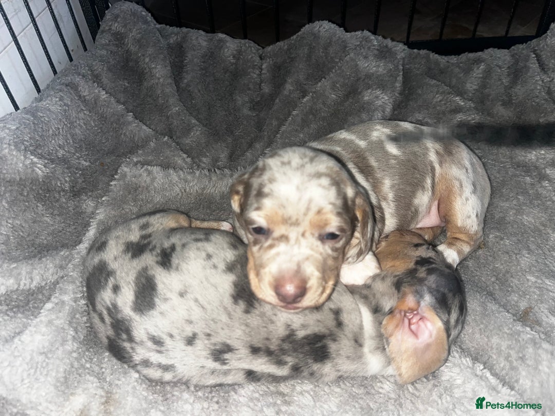 Miniature Dachshund dogs for sale: Short haired miniature dachshund puppies  - Advert 3