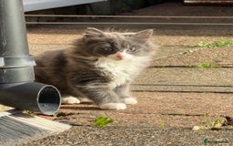 Mixed Breed cats for sale: Fluffy beautiful kitten - Advert 6