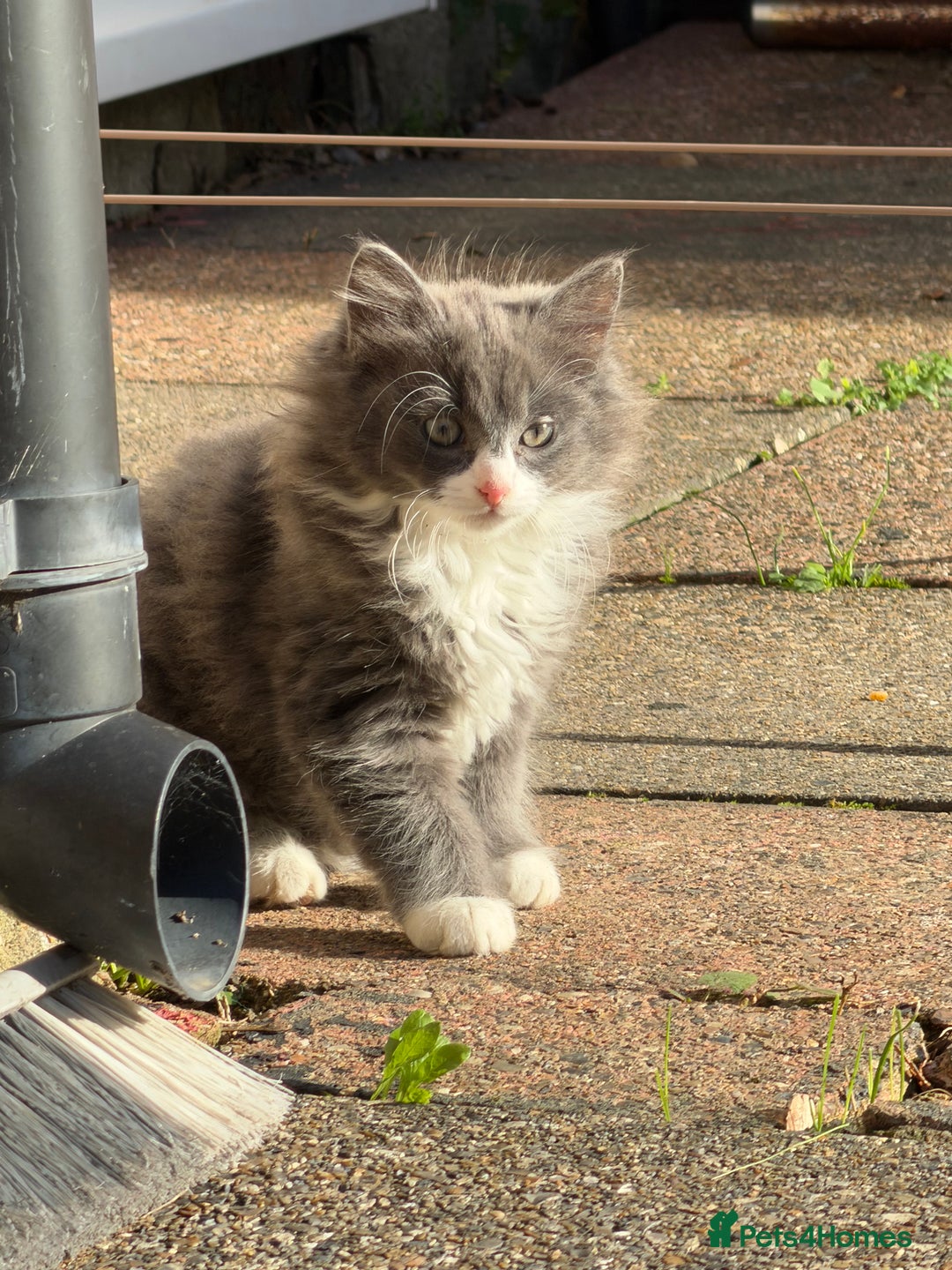 Mixed Breed cats for sale: Fluffy beautiful kitten - Advert 6