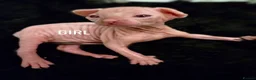Sphynx cats for sale: Amazing DBE Sphynx kitten GCCF & TICA   - Advert 33