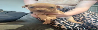Mixed Breed 5