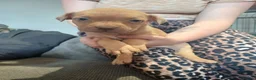 Mixed Breed dogs for sale: Puppies  - Advert 7
