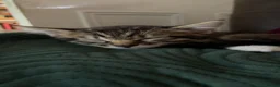 Domestic Shorthair cats for sale: beautiful male kitten for sale - Advert 4