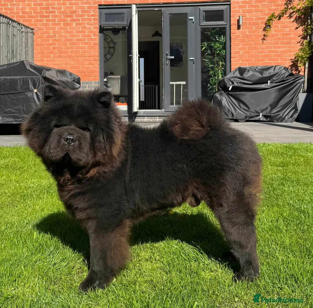 Chow Chow dogs for stud: GLORIOUS KONG for Stud! 🦍 - Advert 1