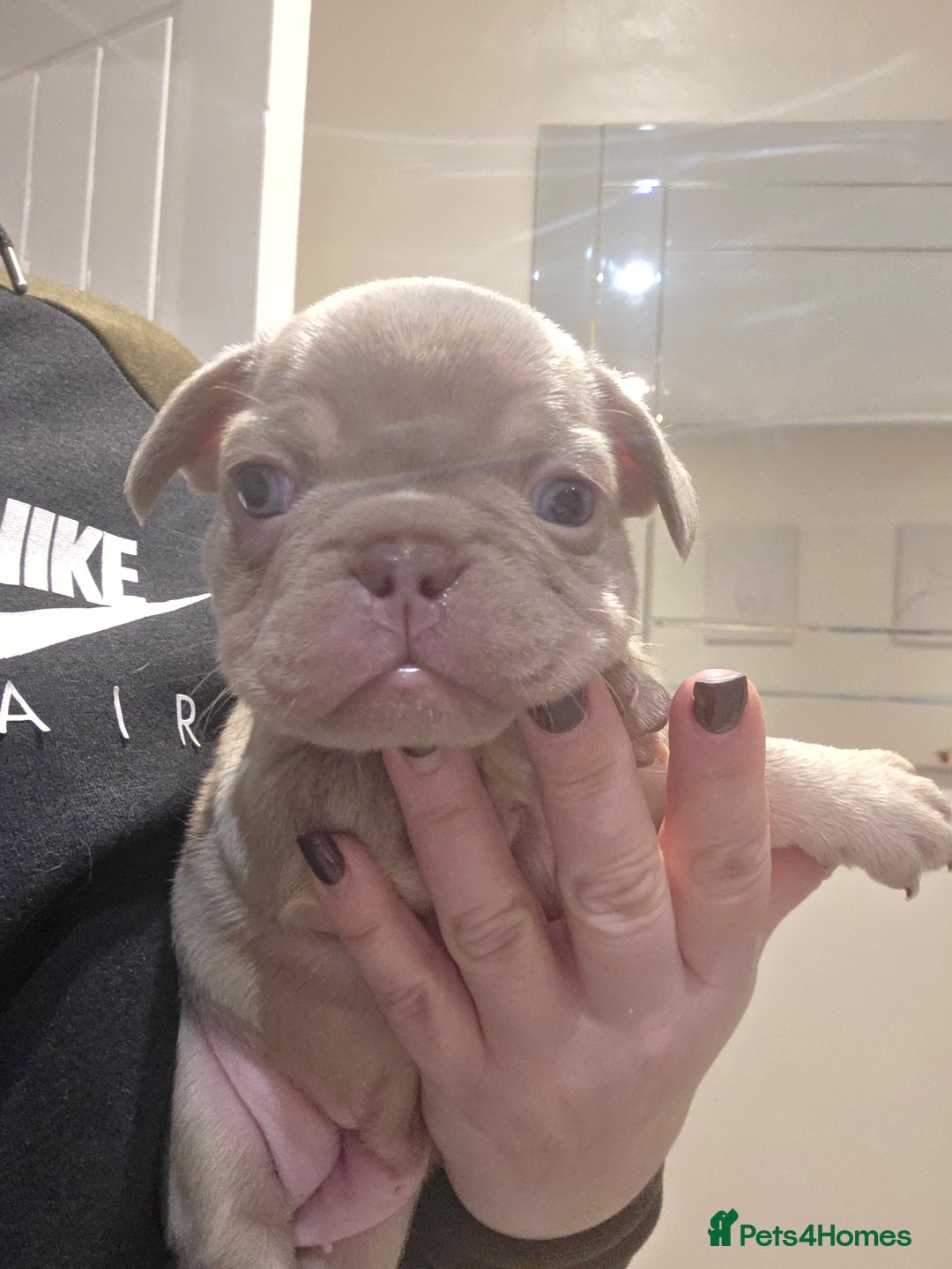 French Bulldog dogs for sale: Isabella & lilac & tan chunky frenchies - Advert 9