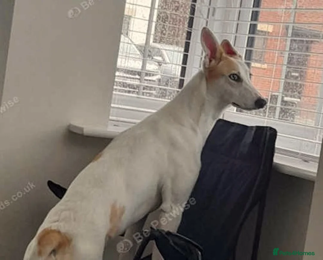 Lurcher dogs for adoption: SKYE - female lurcher in RESCUE - Advert 2