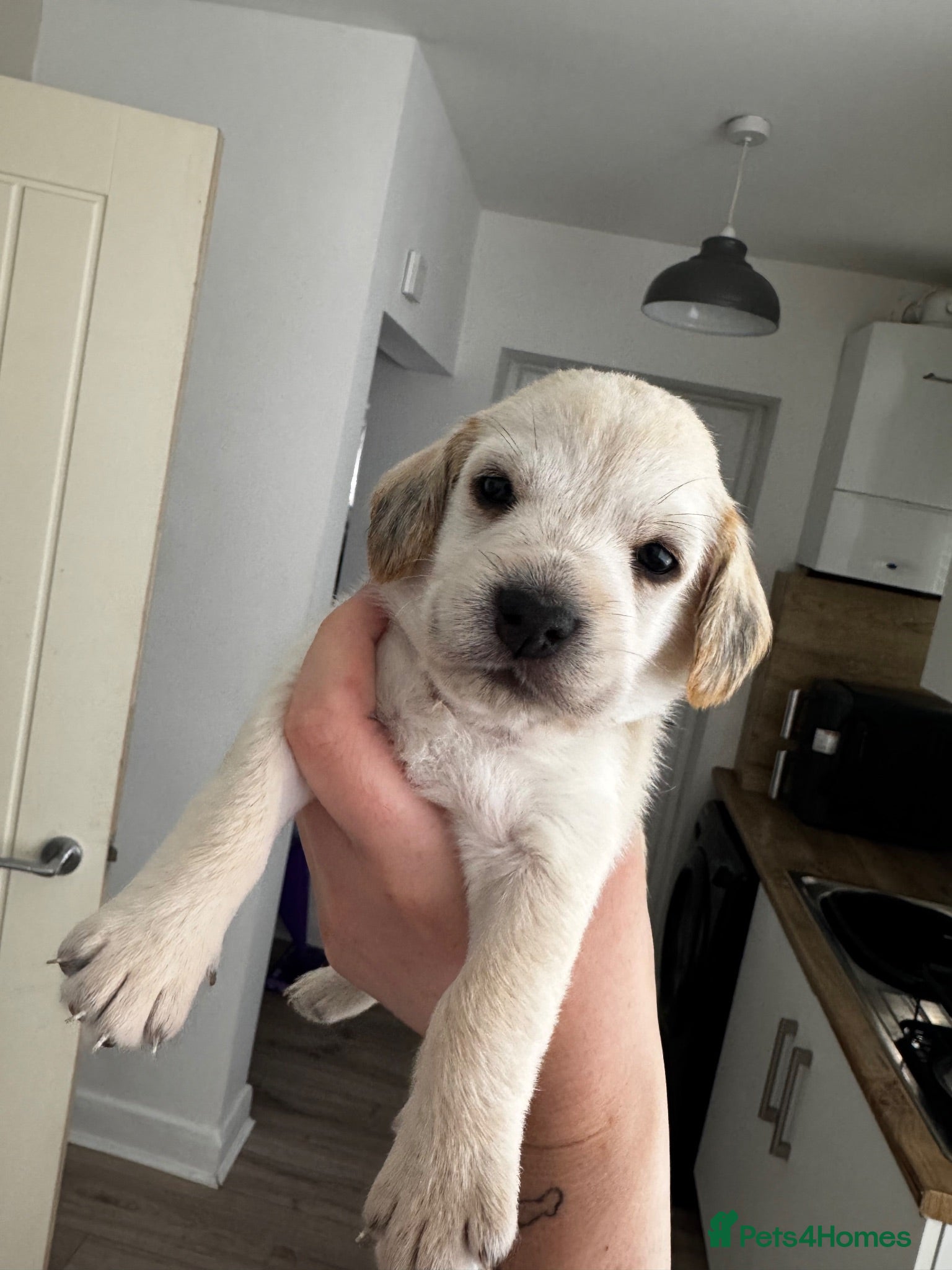 Mixed Breed dogs Cocker X Westie  - Advert 1