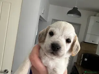 Mixed Breed dogs Cocker X Westie - Advert 1