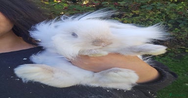 Lionhead rabbits - Advert 6
