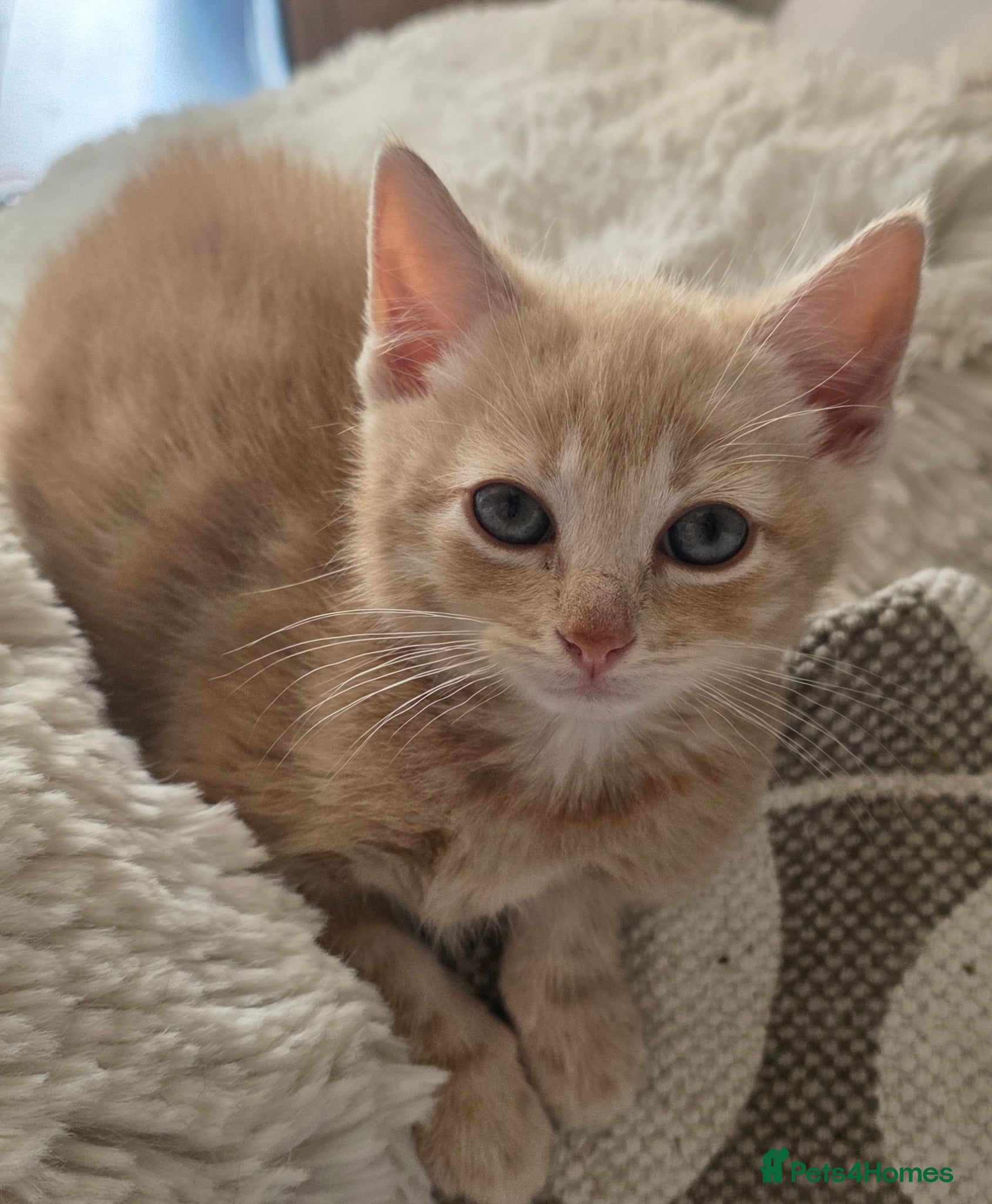 Mixed Breed cats A special girl looking for a new home  - Advert 1
