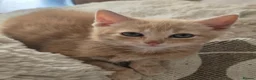 Mixed Breed cats for sale: A special girl looking for a new home  - Advert 1