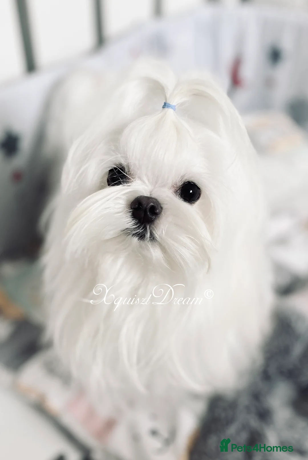 Maltese dogs for stud: OCTAVIUS Korean Maltese KC Registered Proven Stud in Halesowen - Advert 22
