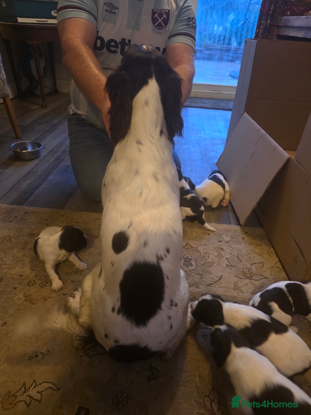 English Springer Spaniel dogs for sale: English Springer Spaniel liver & white pups - Advert 10