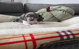 Miniature Dachshund dogs for sale: Adorable Miniature Dachshund Puppies  - Image 10