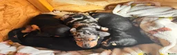 Miniature Dachshund dogs for sale: Shorthaired miniature dachshunds in Glenrothes - Advert 3