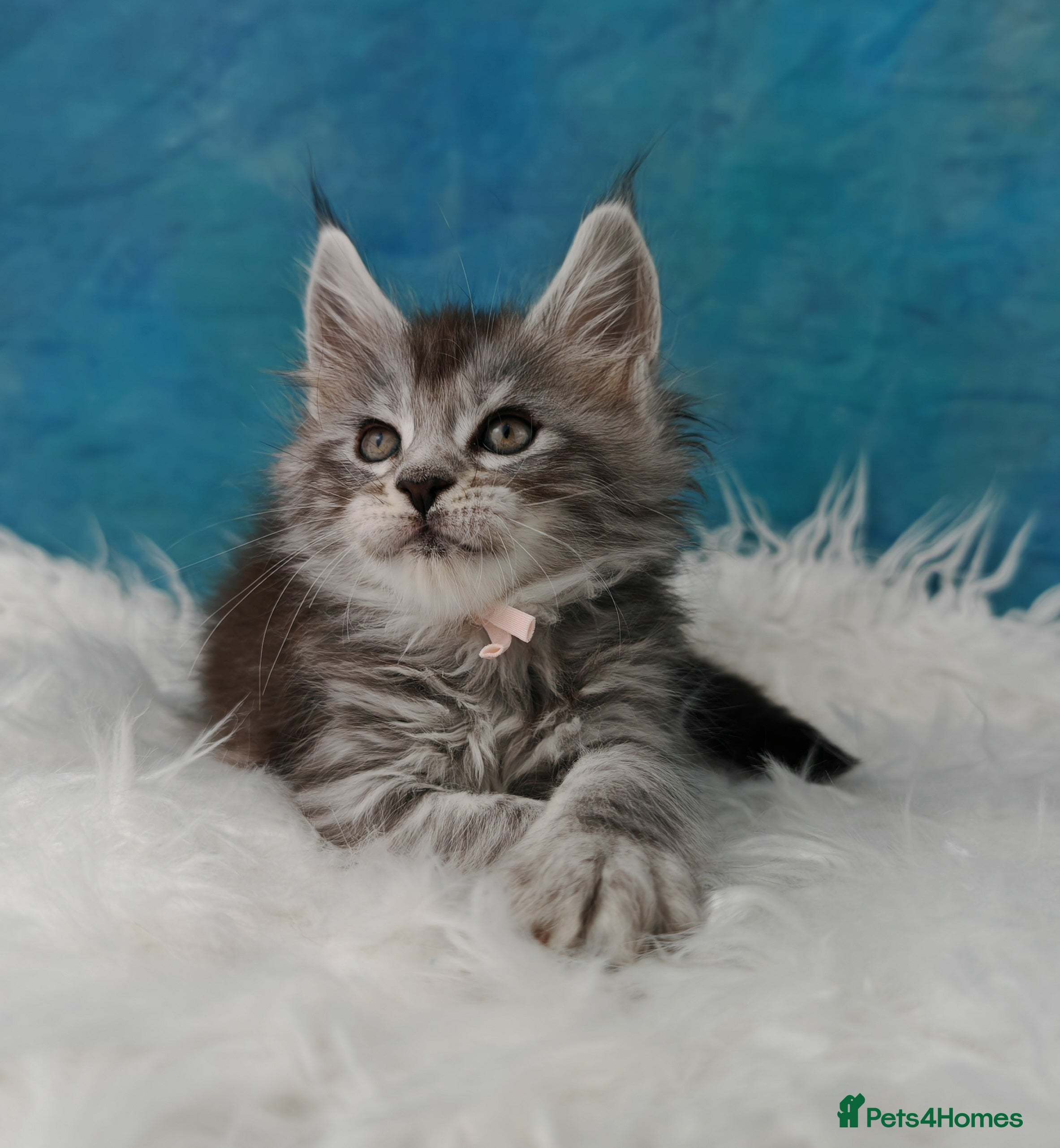Maine Coon cats Shaded line Maine Coon kittens - Advert 18
