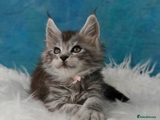 Maine Coon cats Shaded line Maine Coon kittens - Advert 2