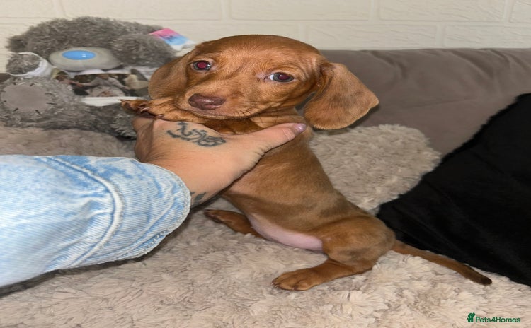 Miniature Dachshund dogs - Advert 3