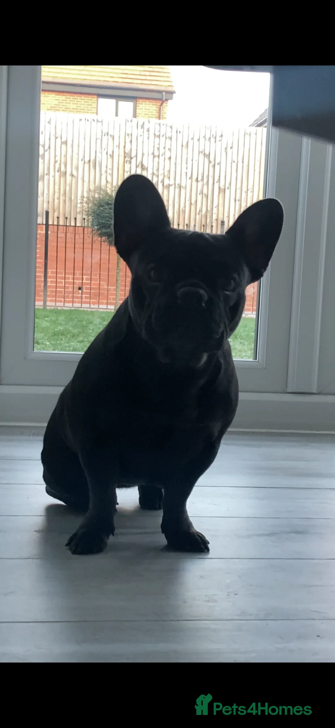 French Bulldog dogs for sale: Lilac and tan male  - Advert 2