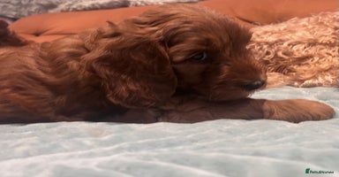Cockapoo dogs in London - Advert 9