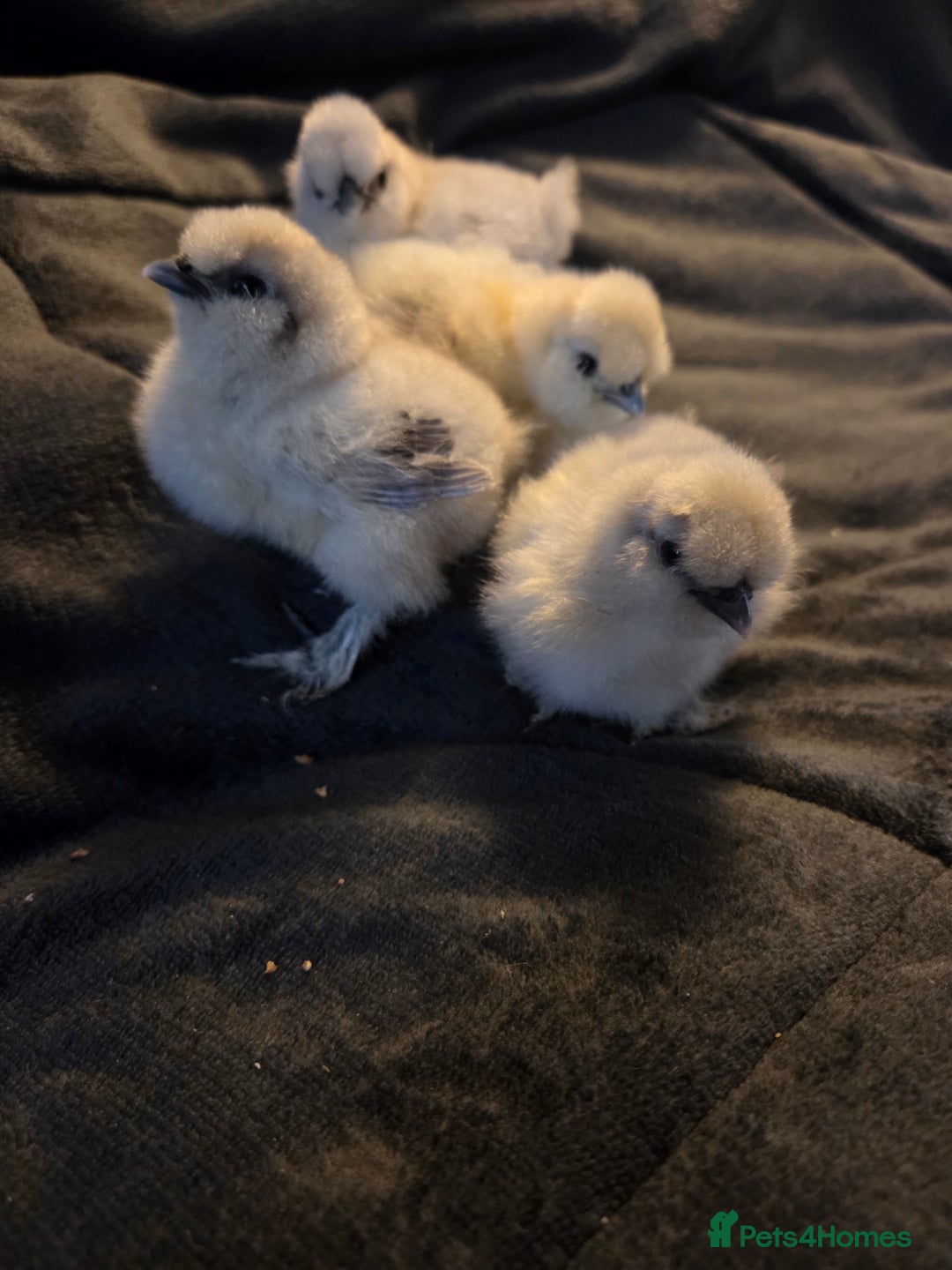 Chickens poultry for sale: USA MINI SILKIES  - Image 4