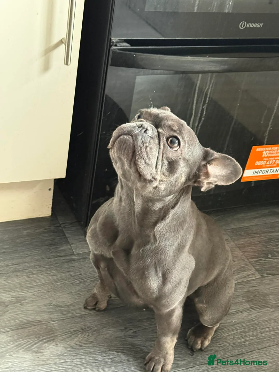 French Bulldog dogs for sale: Beautiful 14 month of French bulldog  in Swindon - Advert 4