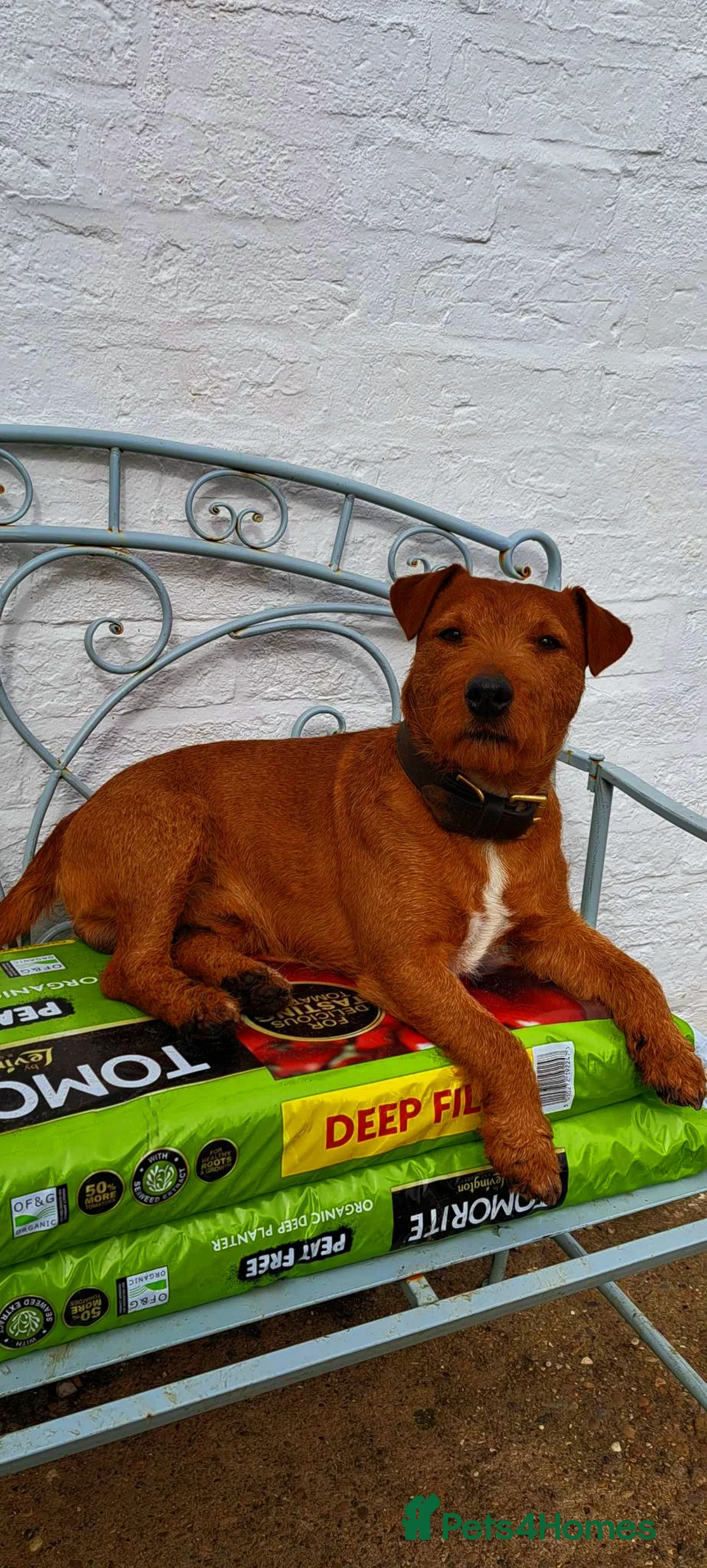 Lakeland Terrier dogs for stud: Stunning Red Lakeland Terrier from working lines in Newark - Advert 5