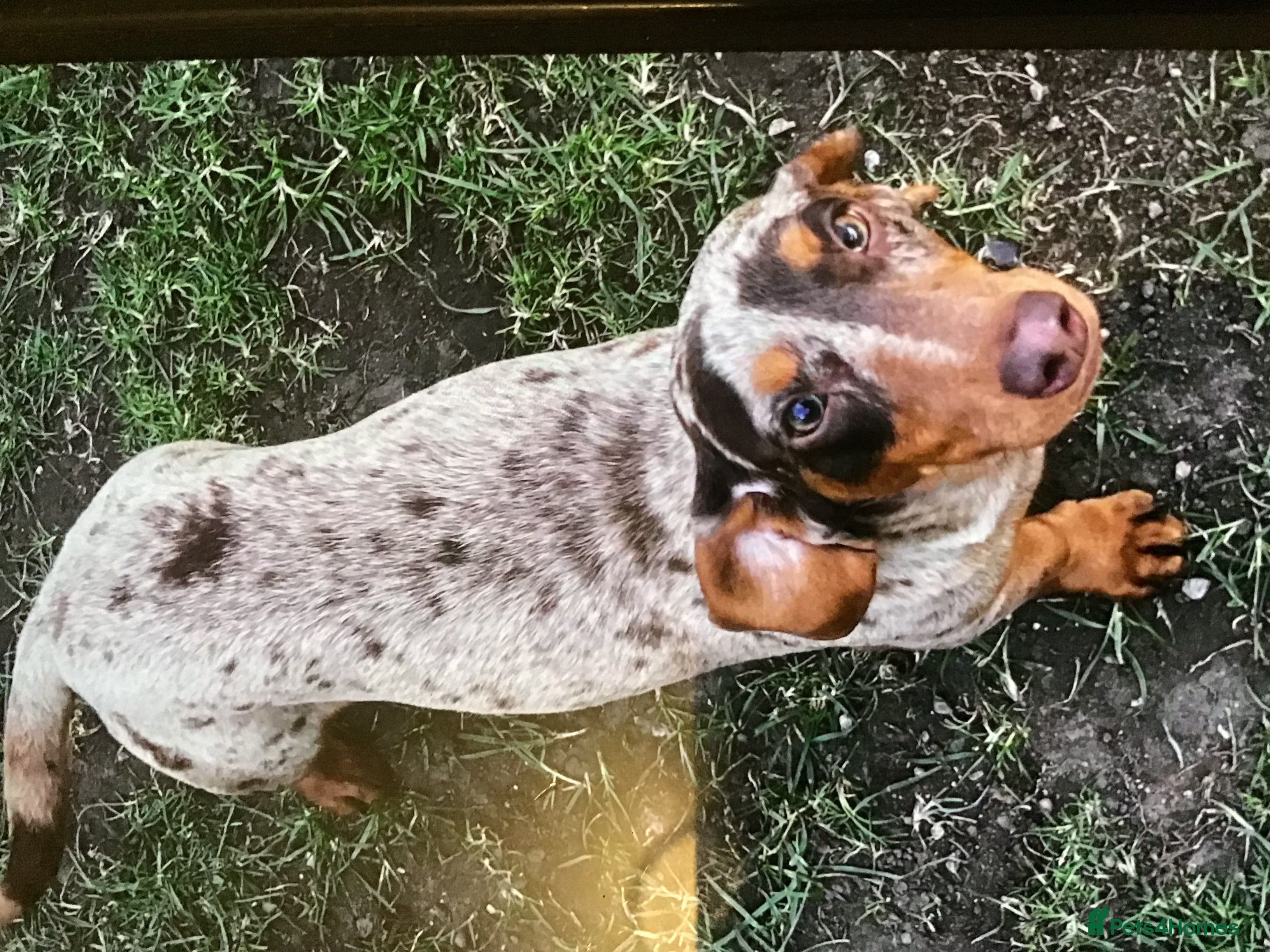 Miniature Dachshund dogs Choc dapple carrying cream  - Advert 13