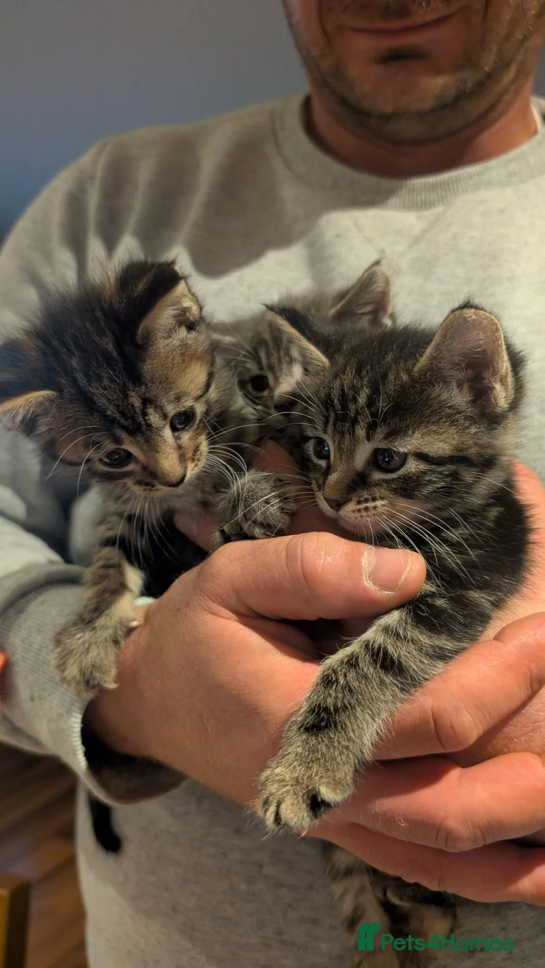 Maine Coon cats for sale: Beautiful Maine Coon/Bengal kittens - Advert 1