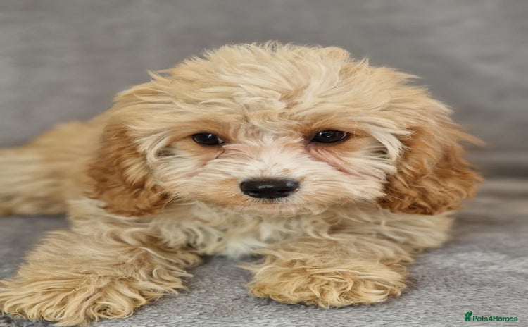 Cavapoochon dogs - Advert 9