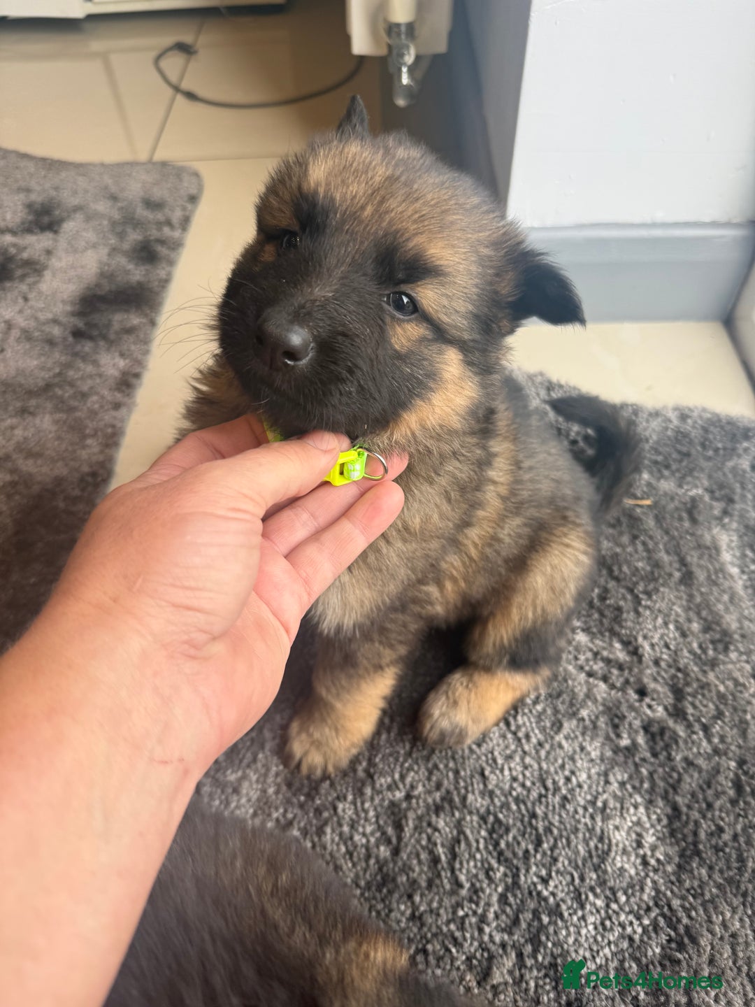 German Shepherd dogs for sale: German Shepherds  - Image 9