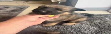 German Shepherd Puppy 3