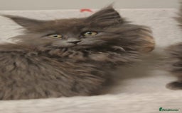 Maine Coon cats for sale: Beautiful Maine coon kittens - Image 8