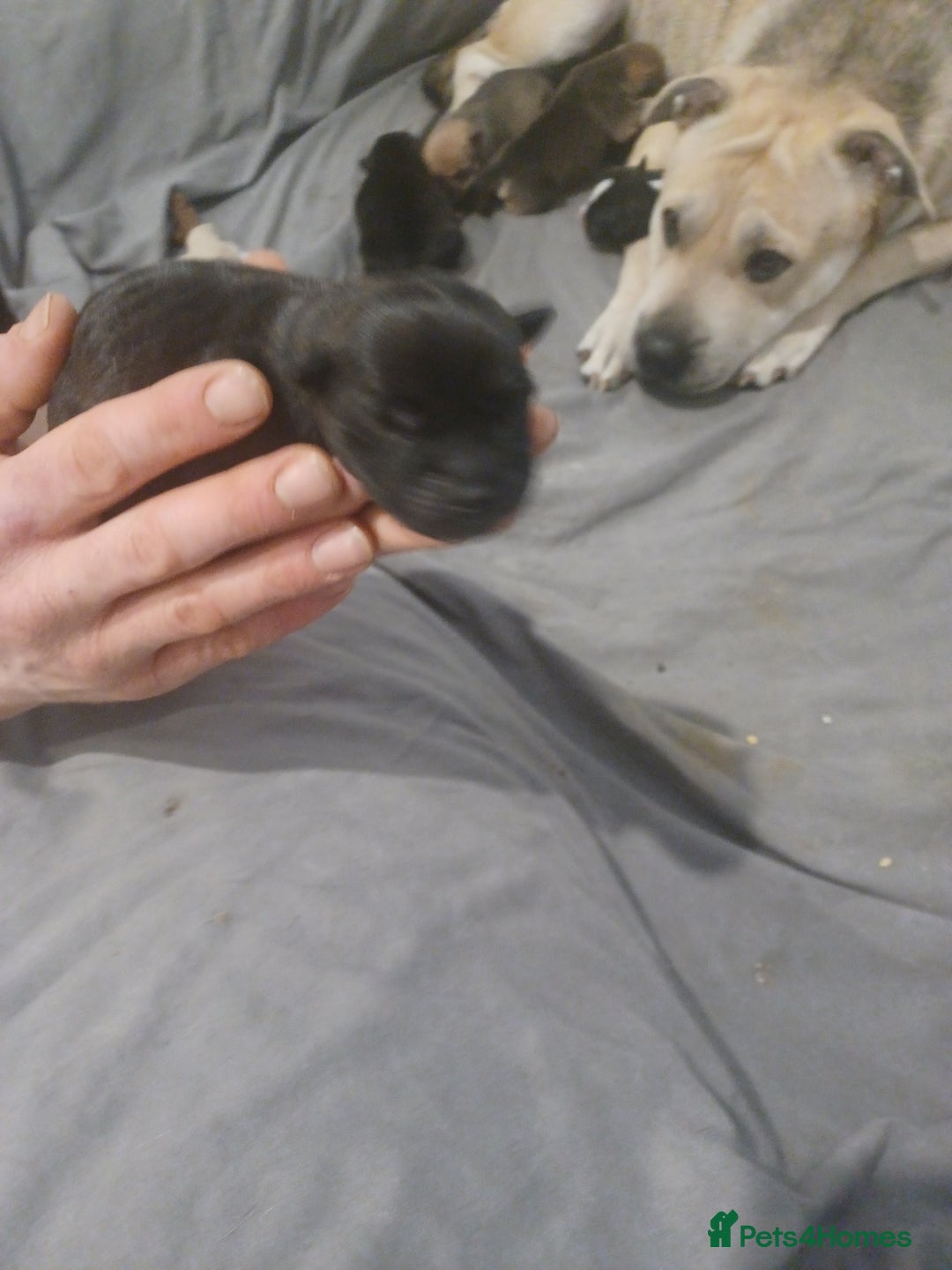 Mixed Breed dogs for sale: Bear coat Shar pei x Staffordshire pups - Advert 9