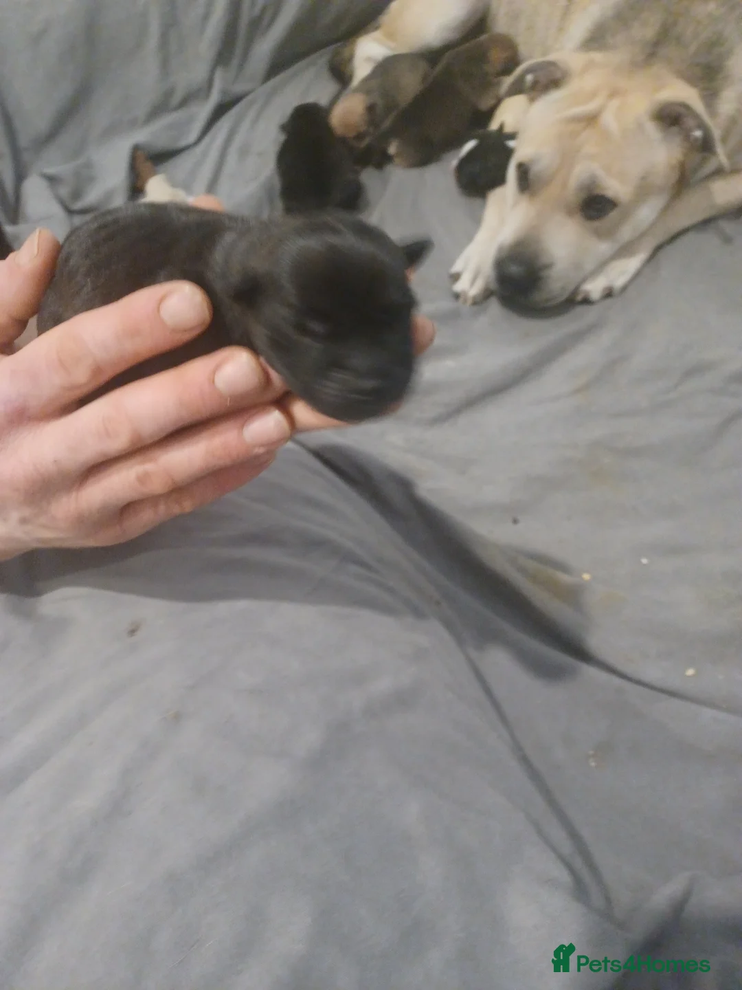 Mixed Breed dogs for sale: Bear coat Shar pei x Staffordshire pups - Advert 9