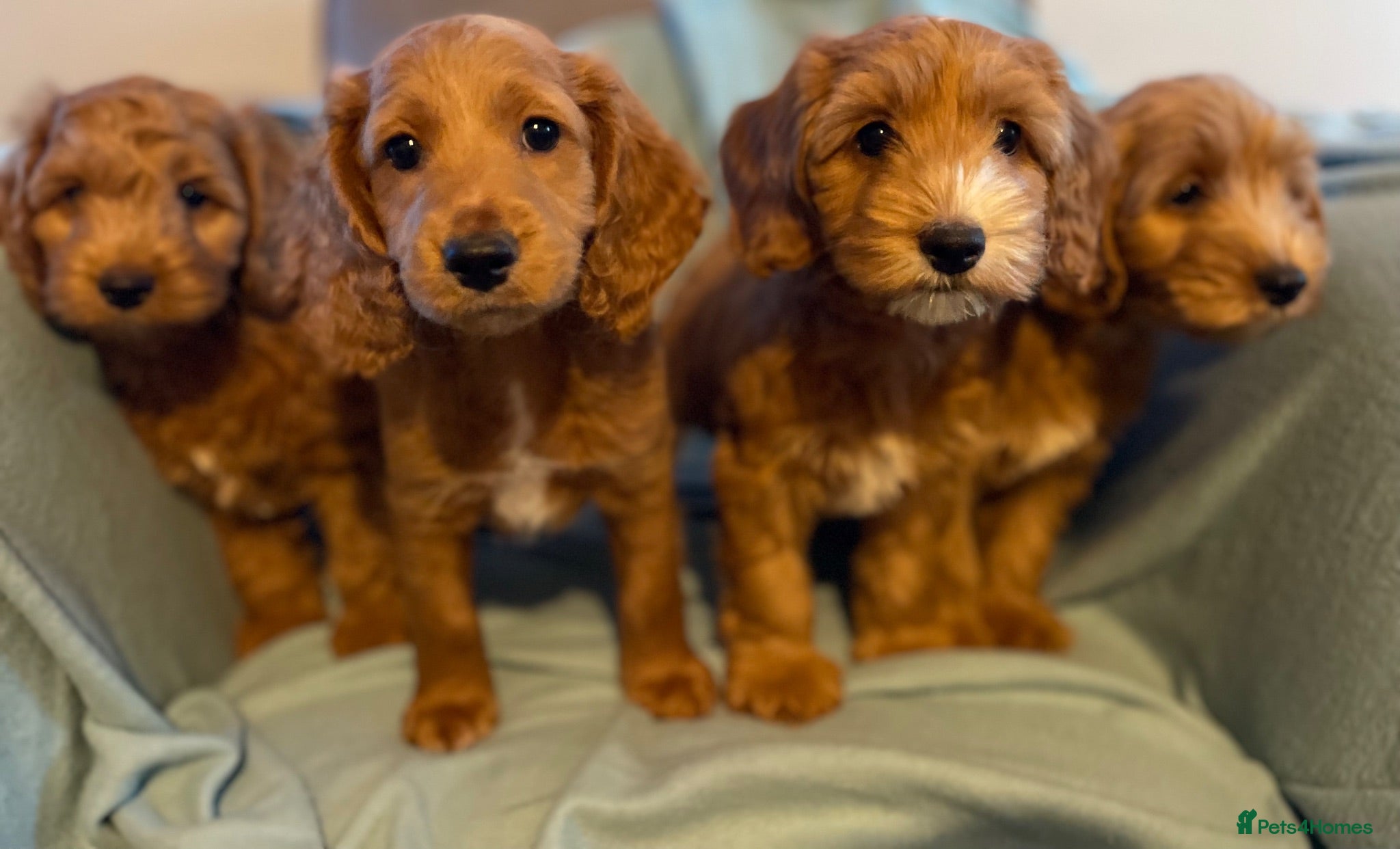 Cockapoo dogs Cockapoo puppies ready for their forever homes - Advert 16
