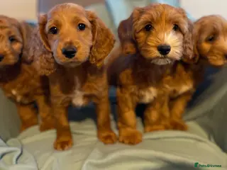 Cockapoo dogs Cockapoo puppies ready for their forever homes - Advert 16