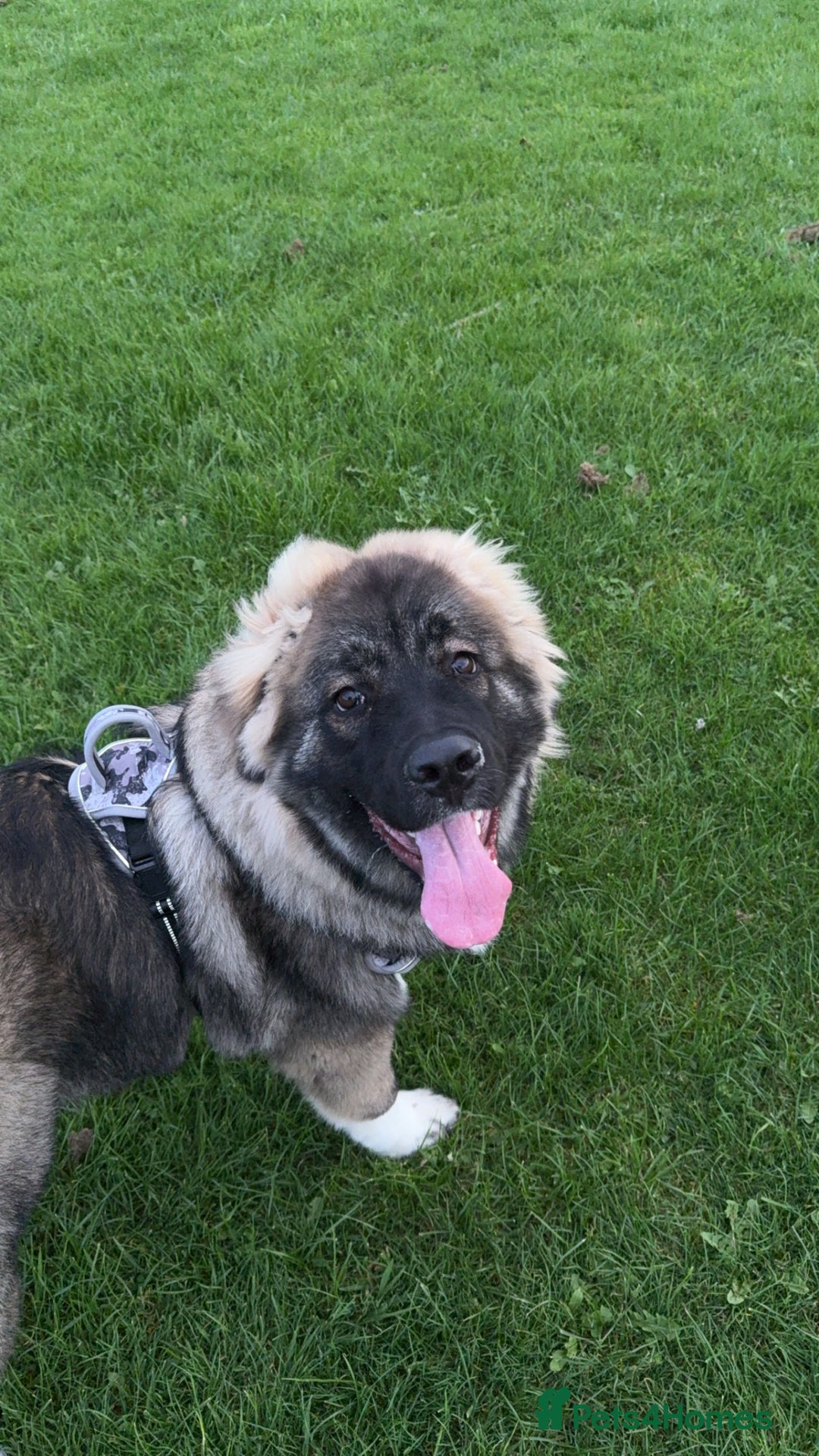 Caucasian Shepherd Dog dogs for sale: Caucasian shepherd  - Advert 4