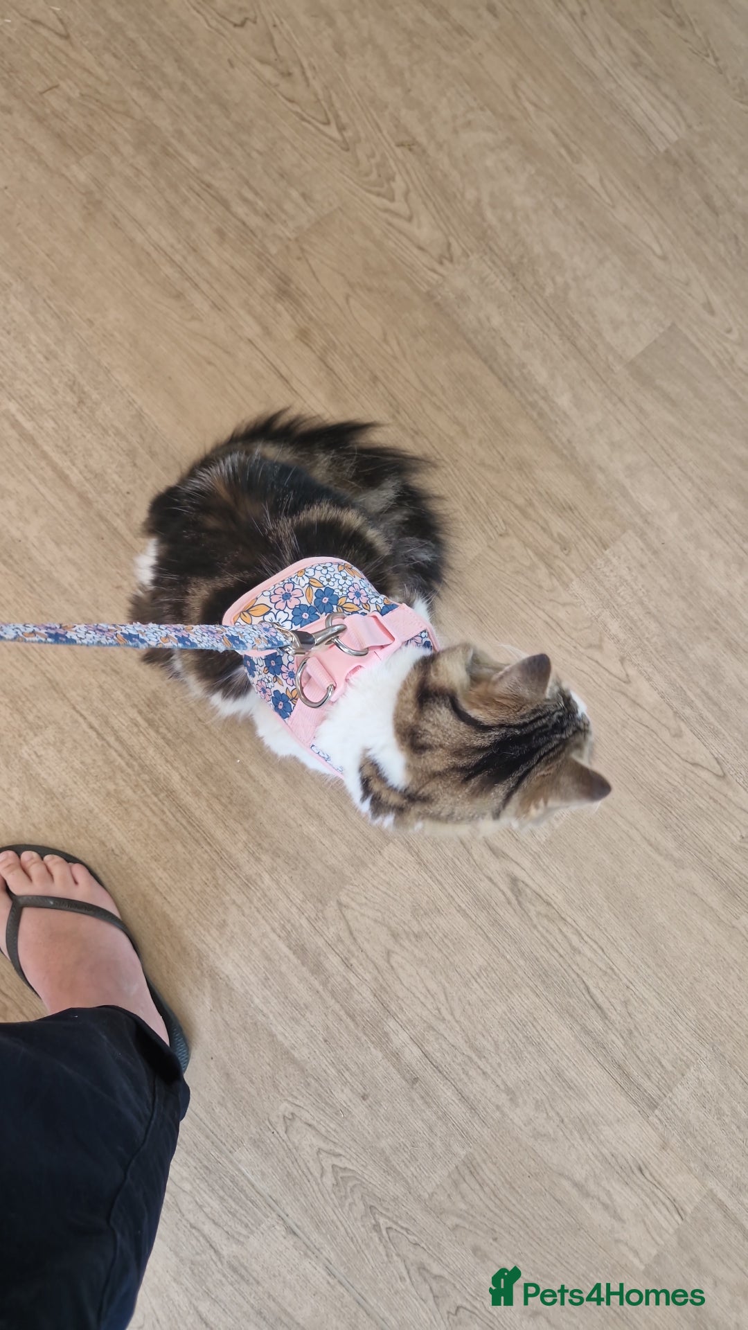 Mixed Breed cats for sale: Female long hair cat - Image 2